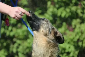 Vasilisa (1 jahre alt) sucht ein Zuhause Bild 3