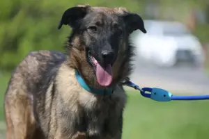 Vasilisa (1 jahre alt) sucht ein Zuhause