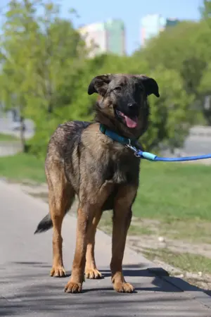 Vasilisa (1 jahre alt) sucht ein Zuhause Bild 4