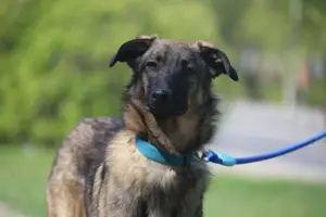 Vasilisa (1 jahre alt) sucht ein Zuhause Bild 6
