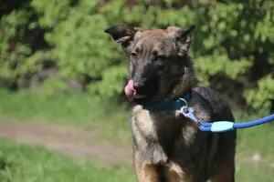 Vasilisa (1 jahre alt) sucht ein Zuhause Bild 7