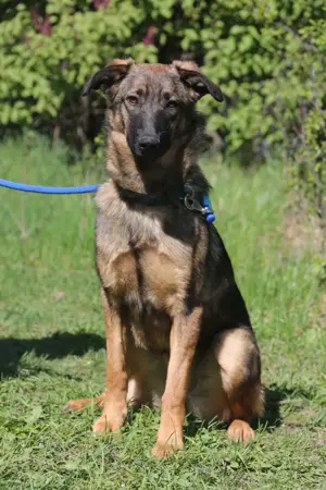 Vasilisa (1 jahre alt) sucht ein Zuhause Bild 5