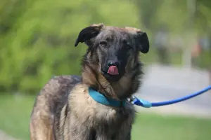 Vasilisa (1 jahre alt) sucht ein Zuhause Bild 9