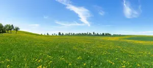 Suche Pachtgrund 10 - 20 Hektar Landwirtschaft
