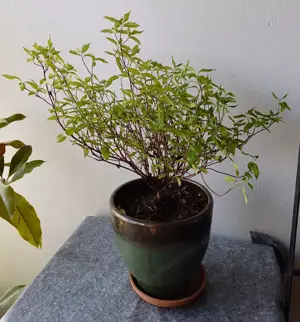 wunderschöner Hartriegel   Cornus