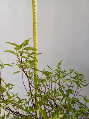 wunderschöner Hartriegel   Cornus Bild 3