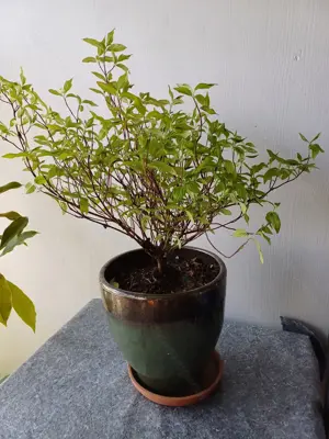 wunderschöner Hartriegel   Cornus Bild 2