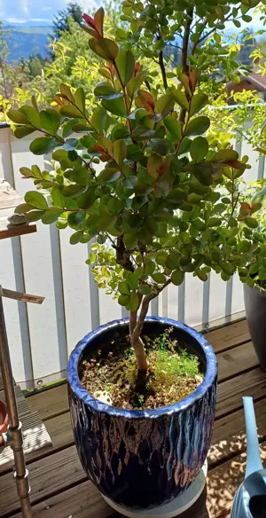 Lagerströmie  Flieder des Südens     Kreppmyrte Bild 3