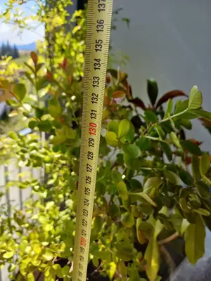 Lagerströmie  Flieder des Südens     Kreppmyrte Bild 4