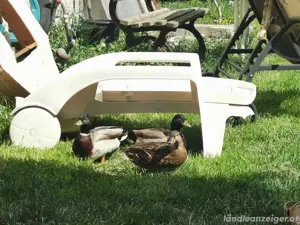 verschenke enten 