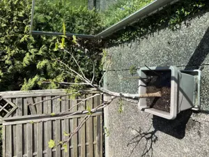 Feigenbaum  Bild 2
