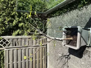 Feigenbaum 