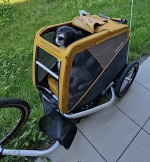 Croozer Hundeanhänger 