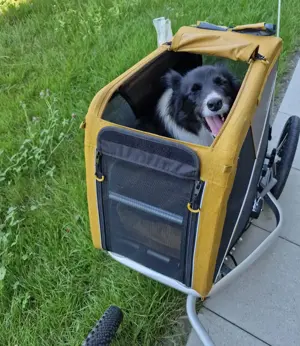 Croozer Hundeanhänger  Bild 3