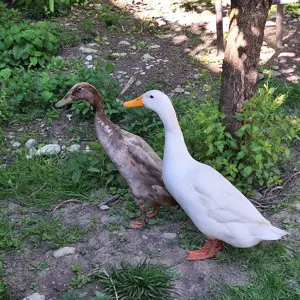 2 Laufenten Erpel suchen ein neues zuhause Bild 4