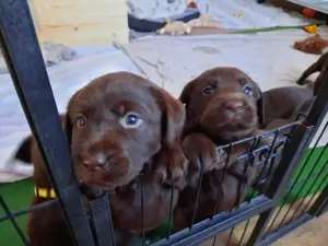 Reinrassige Labrador Welpen 