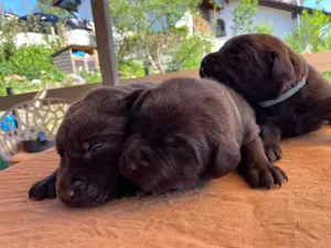 Reinrassige Labrador Welpen  Bild 6