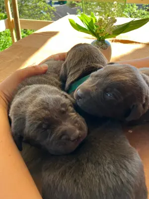 Reinrassige Labrador Welpen  Bild 3