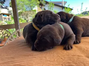 Reinrassige Labrador Welpen  Bild 2