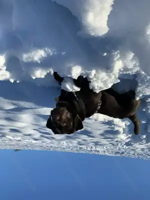 Reinrassige Labrador Welpen  Bild 4