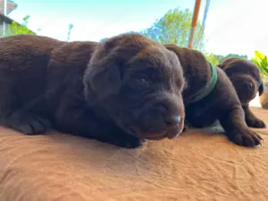 Reinrassige Labrador Welpen  Bild 8