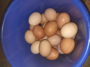 Huner Eier abzugeben 