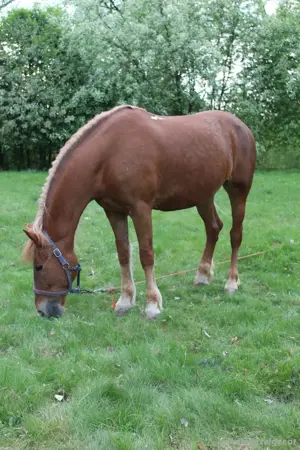 Pferd Pferd Bild 2
