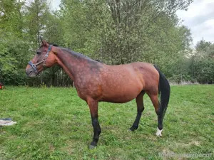 Pferd Pferd