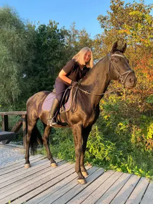 Pferd Pferd