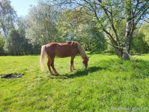 Pferd Pferd Bild 4