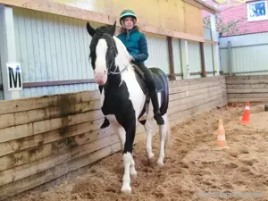 Pferd Pferd Bild 4