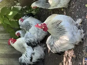 Cochin Truppe zu verkaufen 