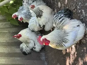 Cochin Truppe zu verkaufen  Bild 2