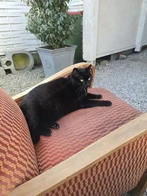 1altes Sofa und 2 passende Sessel alter Stil Bild 2