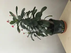 Euphorbia 
