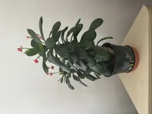Euphorbia  Bild 2