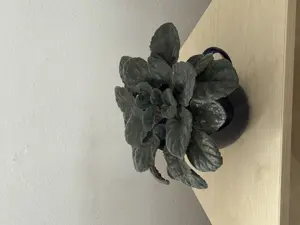 Usambaraveilchen