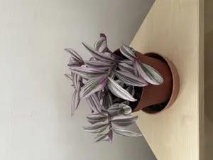 Zebrakraut