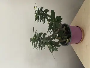Euphorbia lophogona