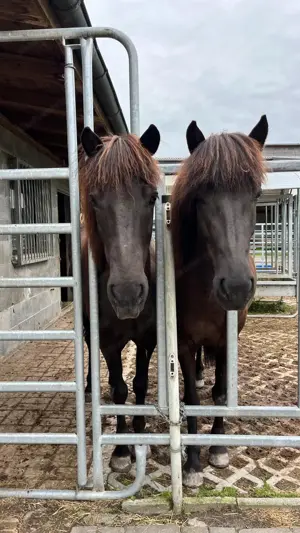 Vergebe Reitbeteiligung Islandwallach