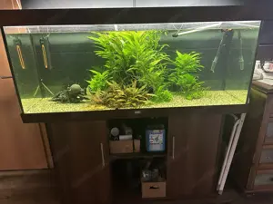 Juwel Aquarium 450 L mit Unterschrank & Zubehör   Abholung in Dornbirn