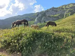 Alpplatz für Ponies