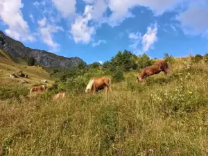 Alpplatz für Ponies Bild 3