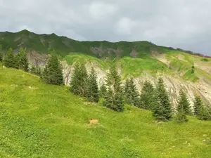 Alpplatz für Ponies Bild 2