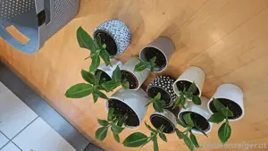 Ableger Bananenpalme