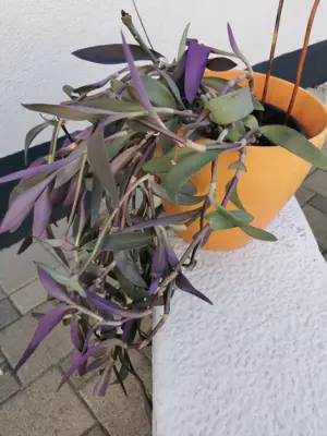 7 Pflanzen und Übertöpfe  Bild 2