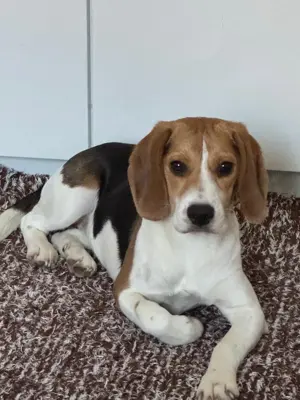 Beagle Luna sucht ein Zuhause 