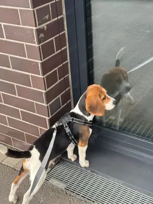 Beagle Luna sucht ein Zuhause  Bild 3