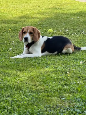 Beagle Luna sucht ein Zuhause  Bild 4