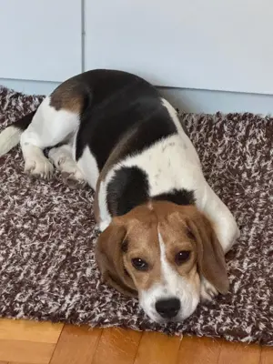 Beagle Luna sucht ein Zuhause  Bild 2